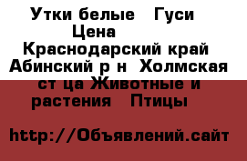 Утки белые , Гуси › Цена ­ 280 - Краснодарский край, Абинский р-н, Холмская ст-ца Животные и растения » Птицы   